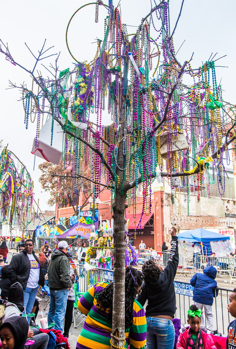Beads stuck in trees during Mardi Gras in New Orleans