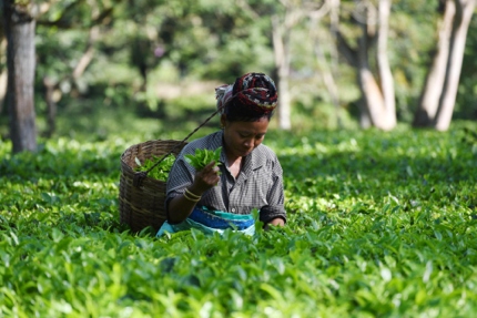 A tea plantation in Assam, India